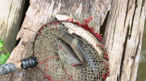 Hy hữu: Sét đánh trúng ao, hàng tấn cá lóc 'lật trắng bụng'