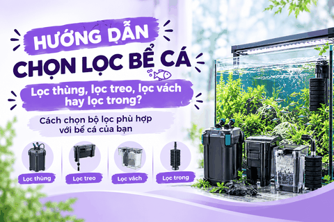 Hướng dẫn chọn lọc bể cá: Lọc thùng, lọc treo, lọc vách hay lọc trong? Cách chọn bộ lọc phù hợp với bể cá của bạn