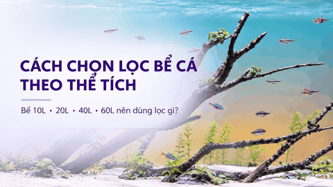 Cách chọn lọc bể cá theo thể tích: Bể 10L, 20L, 40L, 60L nên dùng lọc gì?