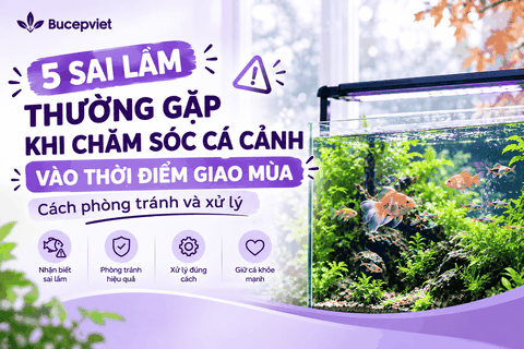5 sai lầm thường gặp  khi chăm sóc cá cảnh vào thời điểm giao mùa: Cách phòng tránh và xử lý