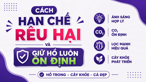 Kinh nghiệm chăm sóc hồ thủy sinh mùa nắng nóng: Cách hạn chế rêu hại và giữ hồ luôn ổn định