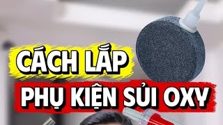 Hướng Dẫn Dùng Sủi Oxy Từ A-Z, cách lắp đặc các phụ kiện : van một chiều, chia T...