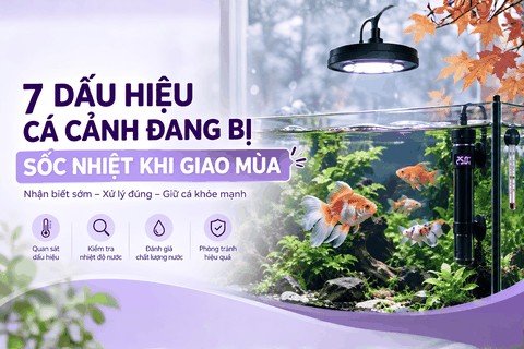 Cá cảnh bị sốc nhiệt khi giao mùa: 7 dấu hiệu nhận biết và cách xử lý