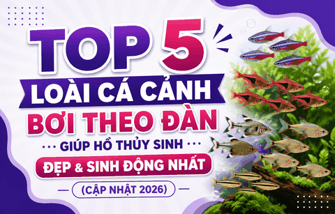 Top 5 loài cá cảnh bơi theo đàn giúp hồ thủy sinh đẹp và sinh động nhất (Cập nhật 2026)