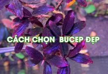 Cách chọn giống bucep để lên màu đẹp