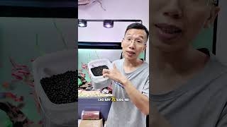 Cám siêu cao cấp Hikari Deep Red cho cá Koi, phi tần - Kích đỏ sau 10 ngày.
