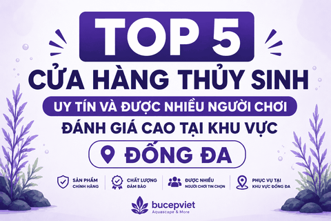 Top 5 cửa hàng thủy sinh uy tín và được nhiều người chơi đánh giá cao tại khu vực Đống Đa