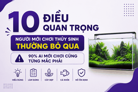 10 Điều Quan Trọng Người Mới Chơi Thủy Sinh Thường Bỏ Qua (90% Ai Mới Chơi Cũng Từng Mắc Phải)
