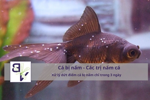 Trị nấm cá cảnh Cách xử lý dứt điểm cá bị nấm chỉ trong 3 ngày