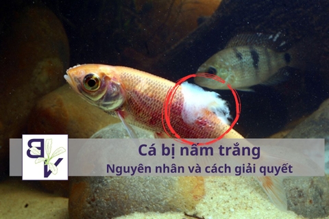 Cá bị nấm trắng và 04 Nguyên nhân, dấu hiệu và cách xử lý triệt để không tái phát