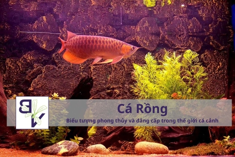 Cá Rồng – Biểu tượng phong thủy và đẳng cấp trong thế giới cá cảnh