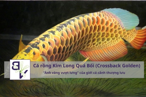 Cá rồng Kim Long Quá Bối (Crossback Golden) – “Ánh vàng vượt lưng” của giới cá cảnh thượng lưu