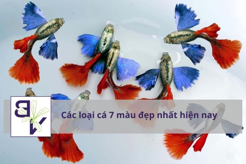 Các loại cá 7 màu đẹp nhất hiện nay: Full Gold, Koi, Dumbo…