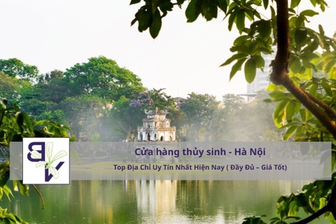Cửa Hàng Thủy Sinh Hà Nội – Top Địa Chỉ Uy Tín Nhất 2026 (Gần Đây – Đầy Đủ – Giá Tốt)