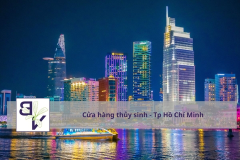 Cửa Hàng Thủy Sinh TP HCM – TOP Địa Chỉ Uy Tín Nhất 2026 (Gần Đây – Giá Tốt – Đầy Đủ Nhất)