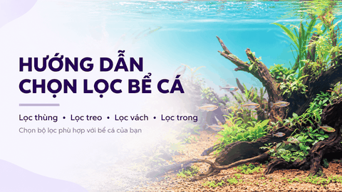Hướng dẫn chọn lọc bể cá: Lọc thùng, lọc treo, lọc vách hay lọc trong? Cách chọn bộ lọc phù hợp với bể cá của bạn