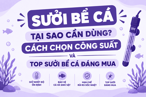 Sưởi bể cá: Tại sao cần dùng, cách chọn công suất và Top sưởi bể cá đáng mua