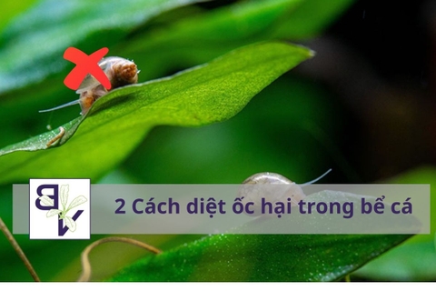 2 Cách diệt ốc hại trong bể cá – Giải pháp hiệu quả giữ hồ thủy sinh luôn sạch đẹp
