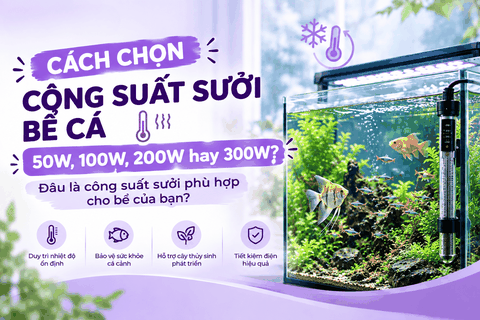 Cách chọn công suất sưởi bể cá: 50W, 100W, 200W hay 300W? Đâu là công suất sưởi phù hợp cho bể của bạn?