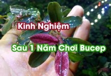 Chia sẻ sau 1 năm chơi Bucep