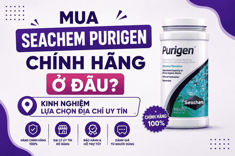 Mua Seachem Purigen chính hãng ở đâu? Kinh nghiệm lựa chọn địa chỉ uy tín