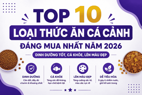 Top 10 Loại Thức Ăn Cá Cảnh Đáng Mua Nhất Năm 2026 – Dinh Dưỡng Tốt, Cá Khỏe, Lên Màu Đẹp
