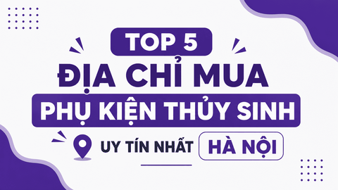 Top 5 địa chỉ mua phụ kiện thủy sinh uy tín nhất Hà Nội