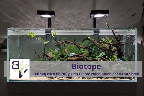 Biotope – Phong cách hồ thủy sinh tái tạo thiên nhiên chân thực nhất