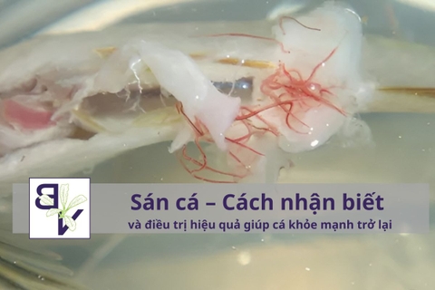 5 nguyên tắc vàng Diệt sán hồ cá – Bí quyết giúp hồ thủy sinh luôn khỏe mạnh và trong sạch