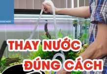 Làm sao thay nước đúng cách, hiệu quả ?