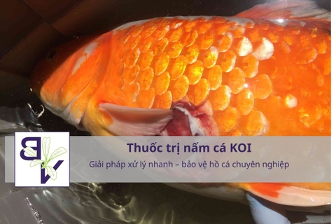 Thuốc trị nấm cá koi: Giải pháp xử lý nhanh – bảo vệ hồ cá chuyên nghiệp