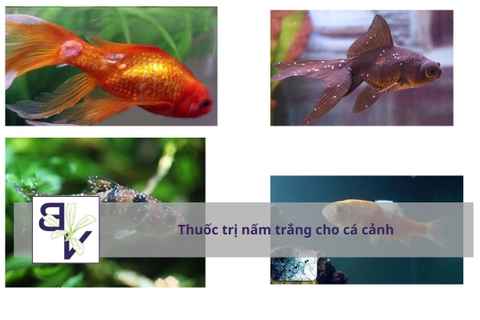 05 Loại Thuốc trị nấm cá cảnh Giải pháp hiệu quả giúp cá khỏe mạnh và không tái phát
