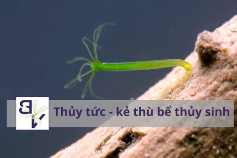 Thủy tức, Kẻ thù thầm lặng trong hồ thủy sinh và 02 cách diệt hiệu quả nhất
