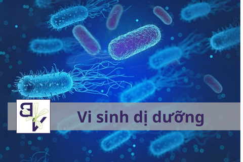 Vi sinh dị dưỡng – Bí quyết làm sạch hồ cá và xử lý chất thải hữu cơ nhanh nhất