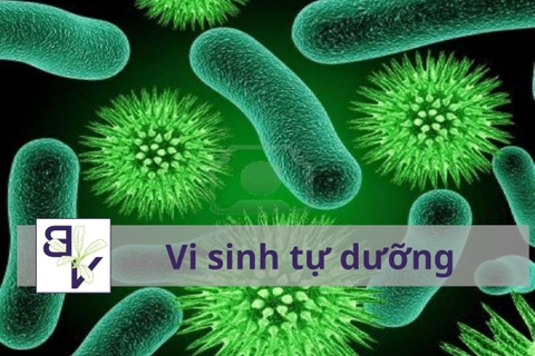 Vi sinh tự dưỡng – Trụ cột hệ sinh thái hồ cá ổn định và bền vững