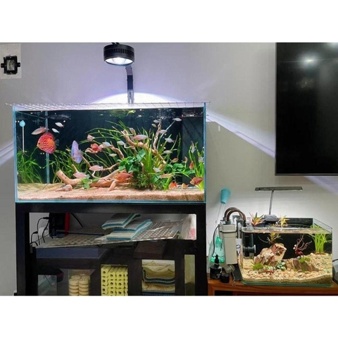 Đèn Rọi Bể Cá Zaqua - A60 | Thiết Kế Lon, Hiệu Ứng Màu Sắc Đẹp