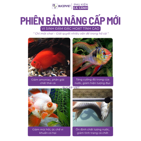 Vi sinh sống Biozym N1 đậm đặc và siêu mạnh