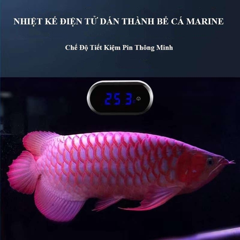 Nhiệt kế điện tử Marine dán thành bể cá - Màn hình LCD, đo nhiệt độ chính xác ±0.1°C, tiết kiệm pin cho hồ thủy sinh