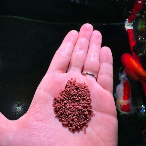 Thức ăn cá cảnh cao cấp PRODAC COLOR GRANULES (Hạt chìm chậm) - Rất giàu dinh dưỡng, độ đạm cao giúp kícḣ màu kícḣ size cá nhanh