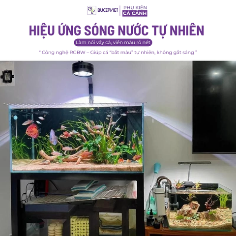 Đèn Rọi Bể Cá Zaqua A60 (60W, 80W) Model Đèn Thủy Sinh Thiết Kế Lon, Hiệu Ứng Màu Sắc Đẹp