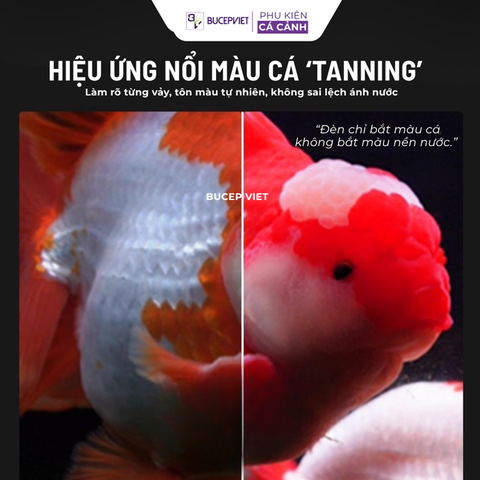 Đèn LED Rọi Mayin Super Color 100W, Mẫu Đèn Thủy Sinh Điều chỉnh 6 cấp độ sáng(BH:6 tháng)