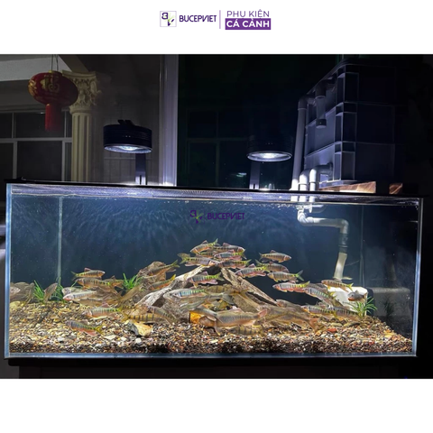 Đèn thủy sinh Ledesk, Dòng đèn hoàn hảo cho bể cá cảnh Biotope