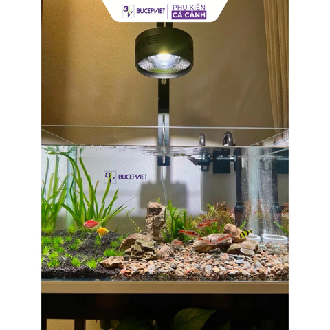 Đèn thủy sinh Ledesk, Dòng đèn hoàn hảo cho bể cá cảnh Biotope