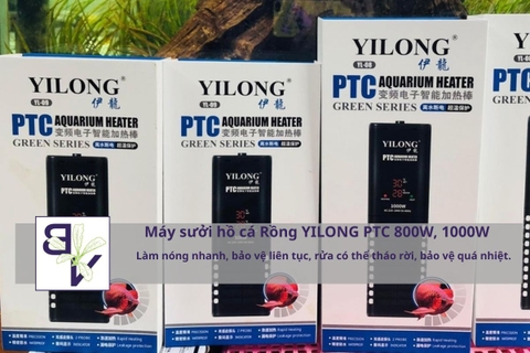 Máy sưởi hồ cá Rồng YILONG PTC 800W, 1000W