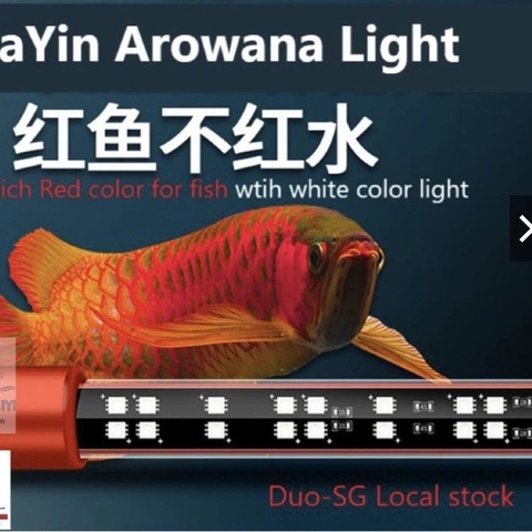Đèn MAYIN Super Colour Thế Hệ 3 Ánh Sáng Nổi Bật Cá Rồng, Cá Vàng, Cá Chép Đủ Kích Thước