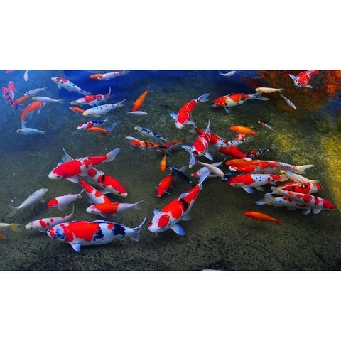 Cám Saki Hikari Deep Red siêu tăng màu cho cá chép, phi tần đỏ, cầu vồng, cá vàng cá thủy sinh