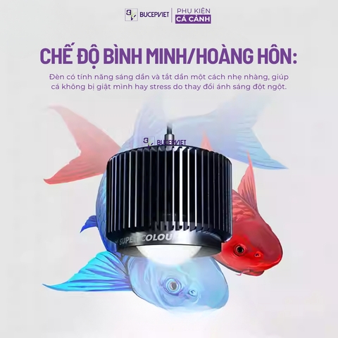 Đèn LON MAYIN 120w mẫu 2026 dành cho cá Phi Tần, cá Vàng, Mahseer ánh sáng Moonlight hẹn giờ thông minh 6 mức sáng