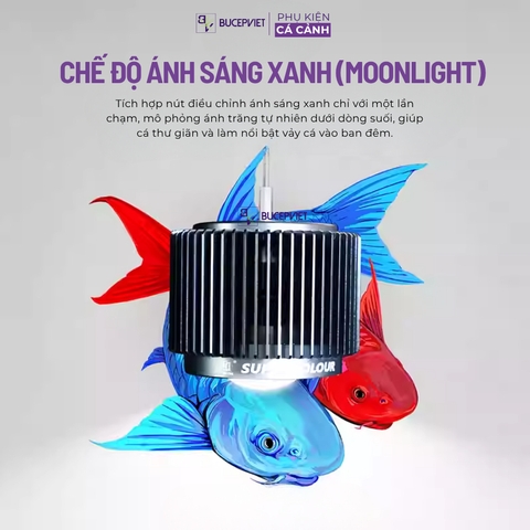 Đèn LON MAYIN 120w mẫu 2026 dành cho cá Phi Tần, cá Vàng, Mahseer ánh sáng Moonlight hẹn giờ thông minh 6 mức sáng