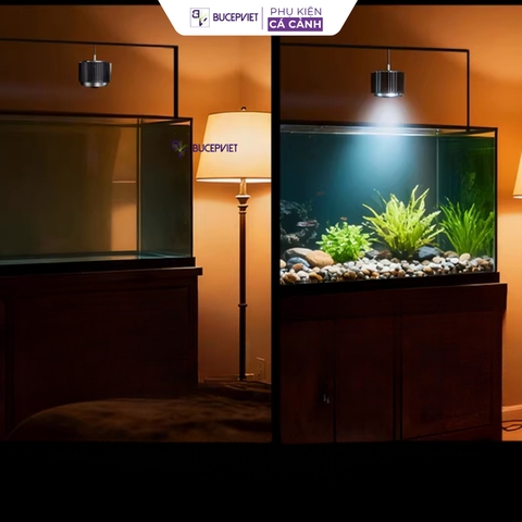 Đèn LON MAYIN 120w mẫu 2026 dành cho cá Phi Tần, cá Vàng, Mahseer ánh sáng Moonlight hẹn giờ thông minh 6 mức sáng