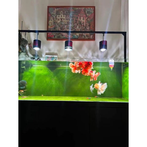 Đèn Lon Cá Vàng, Cá Chép Super Color Pro | Màu cá cực đẹp | Có APP tăng giảm sáng, hẹn giờ (không chỉnh màu)